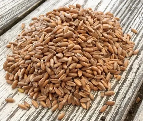 Zaphron Farro - 1.1 lb (500g)